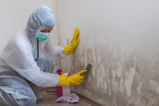 Best Mold Remediation for Specific Building Types in Brazil, IN