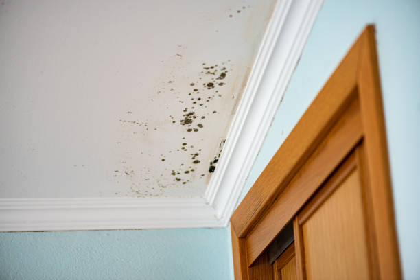 Best Bathroom Mold Remediation in Brazil, IN