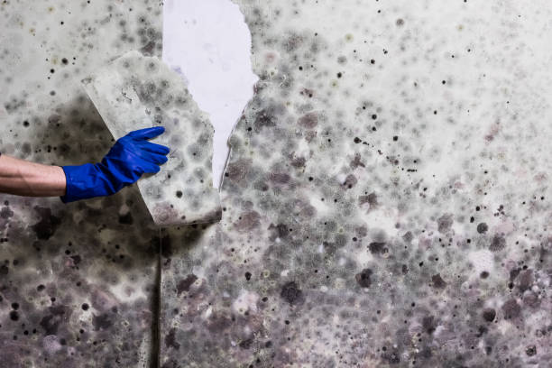 Best Post-Flood Mold Remediation in Brazil, IN